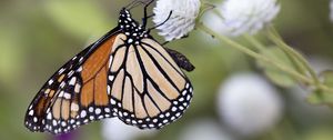 Preview wallpaper monarch, butterfly, flower, blur, macro