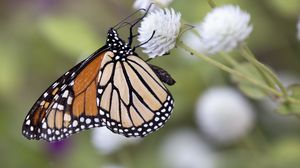 Preview wallpaper monarch, butterfly, flower, blur, macro