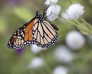 Preview wallpaper monarch, butterfly, flower, blur, macro