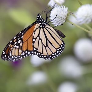 Preview wallpaper monarch, butterfly, flower, blur, macro