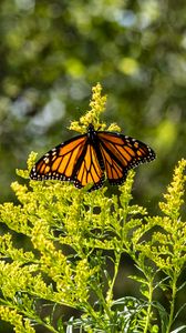 Preview wallpaper monarch, butterfly, flowers, plant, macro