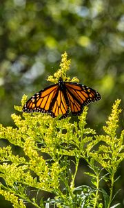 Preview wallpaper monarch, butterfly, flowers, plant, macro