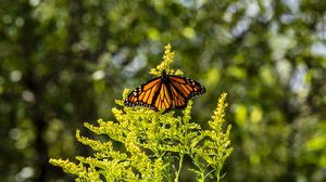 Preview wallpaper monarch, butterfly, flowers, plant, macro