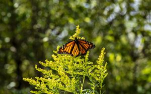 Preview wallpaper monarch, butterfly, flowers, plant, macro