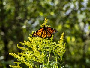 Preview wallpaper monarch, butterfly, flowers, plant, macro