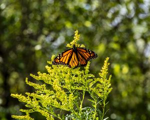 Preview wallpaper monarch, butterfly, flowers, plant, macro