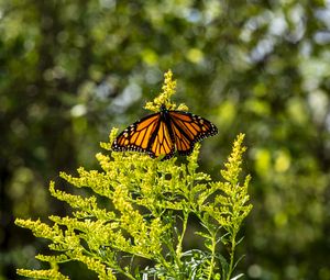 Preview wallpaper monarch, butterfly, flowers, plant, macro