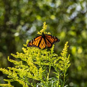 Preview wallpaper monarch, butterfly, flowers, plant, macro