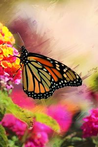 Preview wallpaper monarch, butterfly, flowers, macro, bright