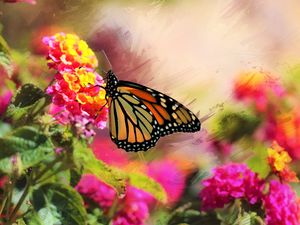 Preview wallpaper monarch, butterfly, flowers, macro, bright