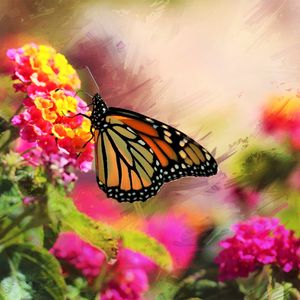 Preview wallpaper monarch, butterfly, flowers, macro, bright