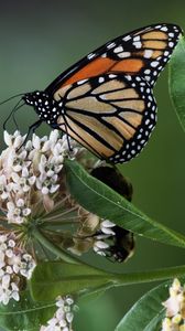 Preview wallpaper monarch, butterfly, flowers, leaves, macro