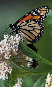 Preview wallpaper monarch, butterfly, flowers, leaves, macro