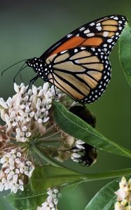 Preview wallpaper monarch, butterfly, flowers, leaves, macro