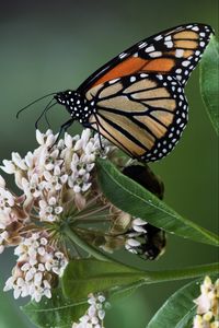 Preview wallpaper monarch, butterfly, flowers, leaves, macro