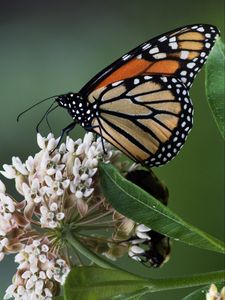 Preview wallpaper monarch, butterfly, flowers, leaves, macro