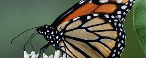 Preview wallpaper monarch, butterfly, flowers, leaves, macro