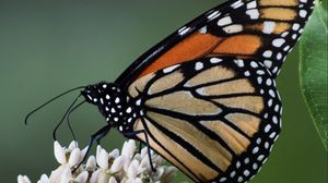 Preview wallpaper monarch, butterfly, flowers, leaves, macro