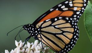 Preview wallpaper monarch, butterfly, flowers, leaves, macro