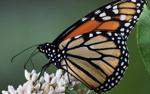 Preview wallpaper monarch, butterfly, flowers, leaves, macro