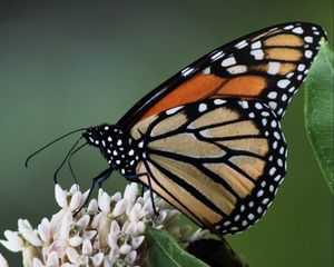 Preview wallpaper monarch, butterfly, flowers, leaves, macro