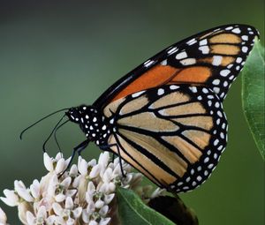 Preview wallpaper monarch, butterfly, flowers, leaves, macro