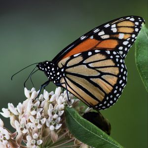 Preview wallpaper monarch, butterfly, flowers, leaves, macro