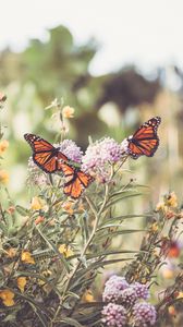 Preview wallpaper monarch, butterfly, flowers, macro
