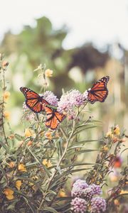 Preview wallpaper monarch, butterfly, flowers, macro