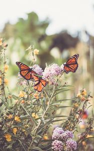 Preview wallpaper monarch, butterfly, flowers, macro