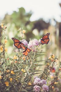 Preview wallpaper monarch, butterfly, flowers, macro