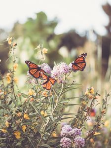 Preview wallpaper monarch, butterfly, flowers, macro