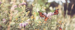 Preview wallpaper monarch, butterfly, flowers, macro