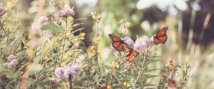 Preview wallpaper monarch, butterfly, flowers, macro