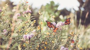 Preview wallpaper monarch, butterfly, flowers, macro