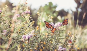 Preview wallpaper monarch, butterfly, flowers, macro
