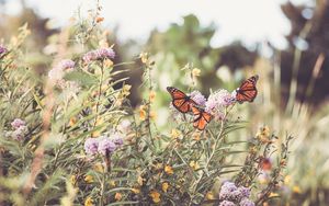 Preview wallpaper monarch, butterfly, flowers, macro