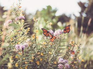 Preview wallpaper monarch, butterfly, flowers, macro