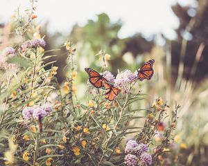 Preview wallpaper monarch, butterfly, flowers, macro