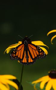 Preview wallpaper monarch, butterfly, flowers, macro, yellow