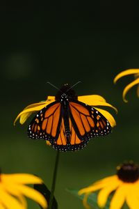 Preview wallpaper monarch, butterfly, flowers, macro, yellow