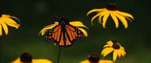 Preview wallpaper monarch, butterfly, flowers, macro, yellow