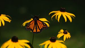 Preview wallpaper monarch, butterfly, flowers, macro, yellow