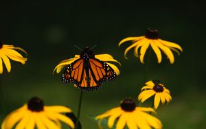 Preview wallpaper monarch, butterfly, flowers, macro, yellow