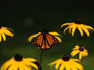 Preview wallpaper monarch, butterfly, flowers, macro, yellow