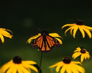 Preview wallpaper monarch, butterfly, flowers, macro, yellow