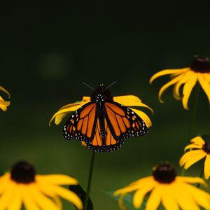 Preview wallpaper monarch, butterfly, flowers, macro, yellow