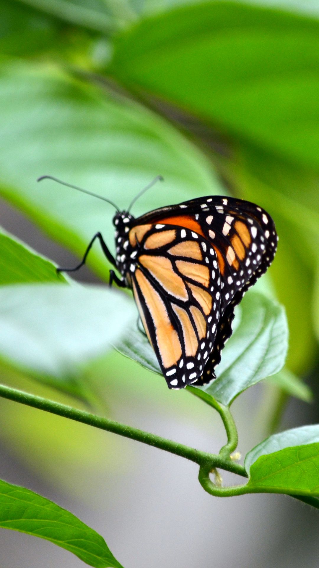 Download wallpaper 1080x1920 monarch, butterfly, leaves, macro samsung