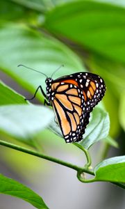 Preview wallpaper monarch, butterfly, leaves, macro