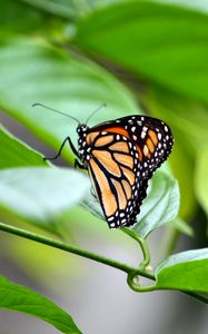 Preview wallpaper monarch, butterfly, leaves, macro